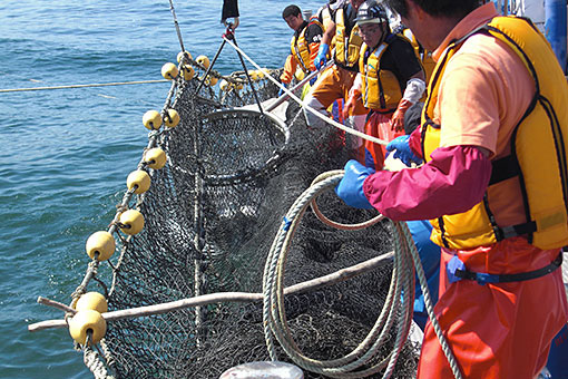 サケ定置漁業の網起こし